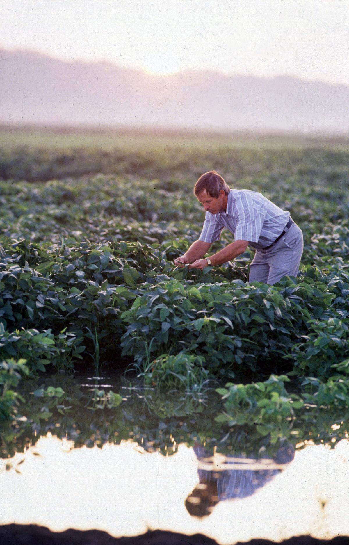 Agronomist Larry Heatherly examines early maturing variety of soybean plants growing in a flood-irrigated field in Mississippi.