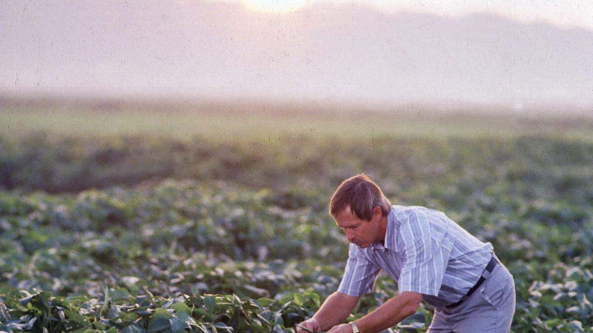 Agronomist Larry Heatherly examines early maturing variety of soybean plants growing in a flood-irrigated field in Mississippi.