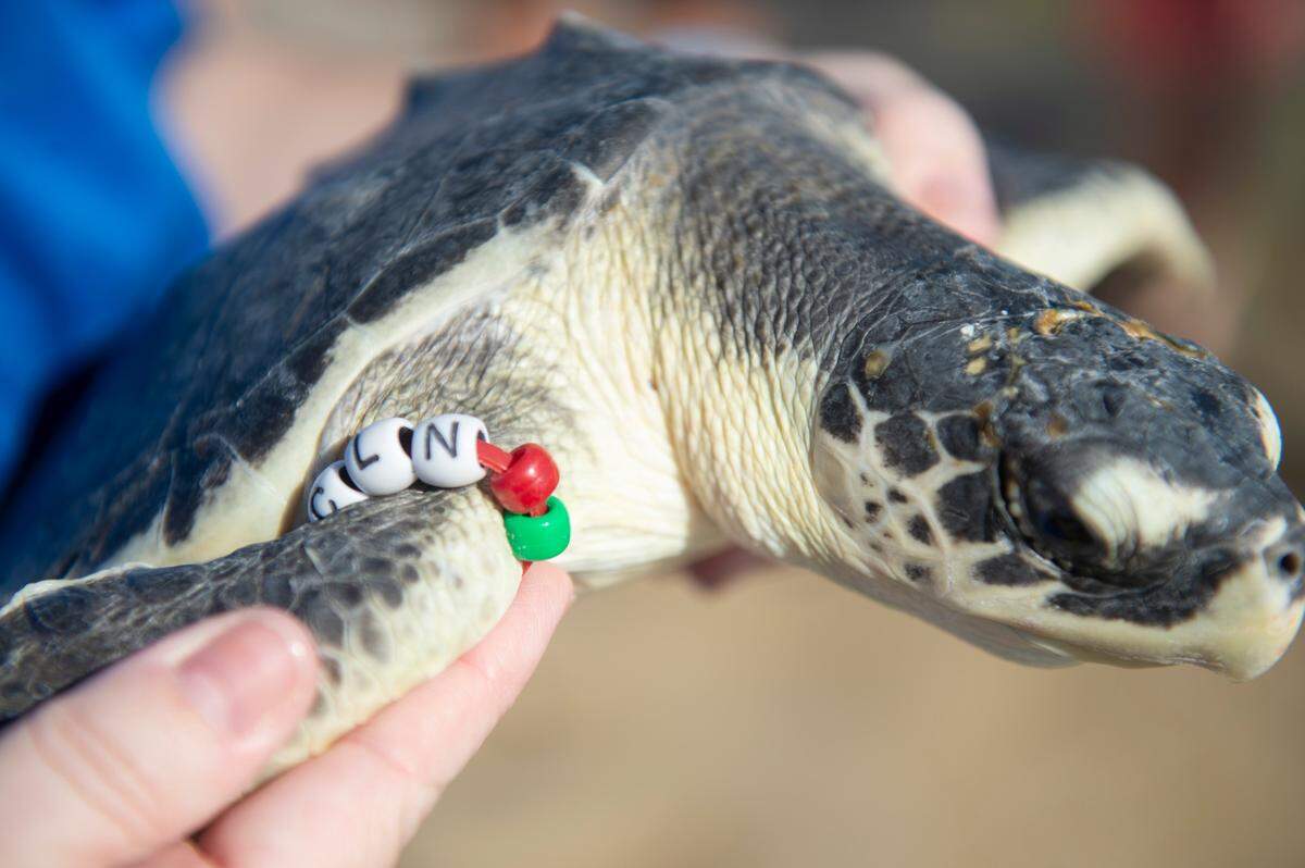 A Kemp’s ridley sea turtle, named Clean after the Taylor Swift song, wears a miniature beaded friendship bracelet before being released back into the wild on Wednesday, March 12, 2025. Clean was one of 19 sea turtles released into the Gulf after being rehabilitated by the Mississippi Aquarium for cold-stunning.