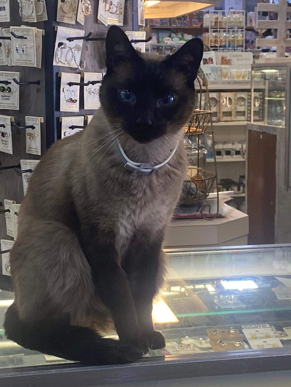 Sasha the Siamese stays cozy at Coastal Hardware in the Kiln, which has donated six rolls of pine straw to the Humane Society of South Mississippi. The Gulfport nonprofit will hand out plastic containers and pine straw Friday that can be used as cat shelters when cold weather hits early next week.