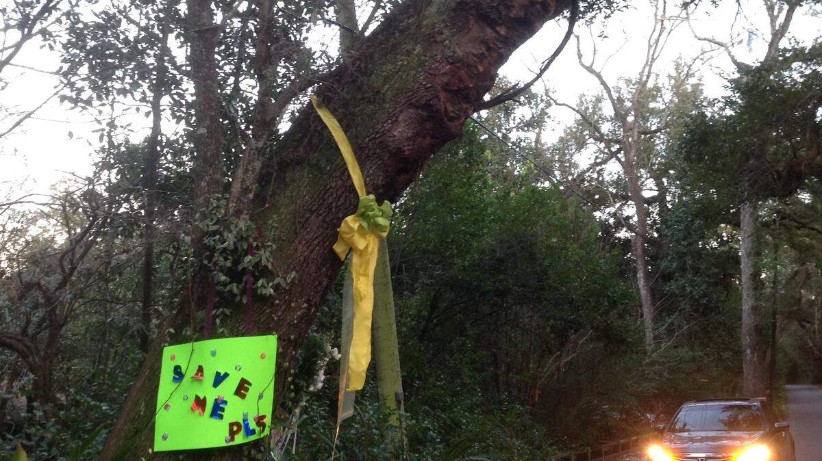 KAREN NELSONNeighbors show support for the leaning tree on Lover's Lane with ribbons and signs that say, 'save me.'