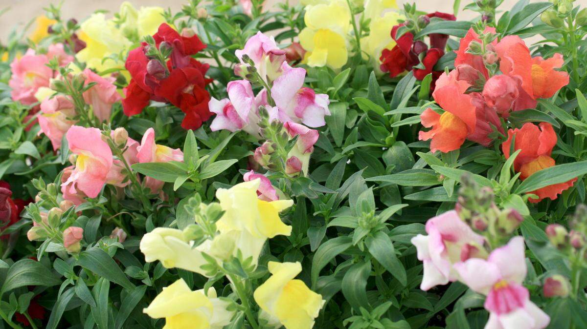 GARY BACHMAN/MISSISSIPPI STATE UNIVERSITY EXTENSIONThe Snapshot series are small snapdragons that spread out in the landscape and produce plenty of soft pastel flowers.