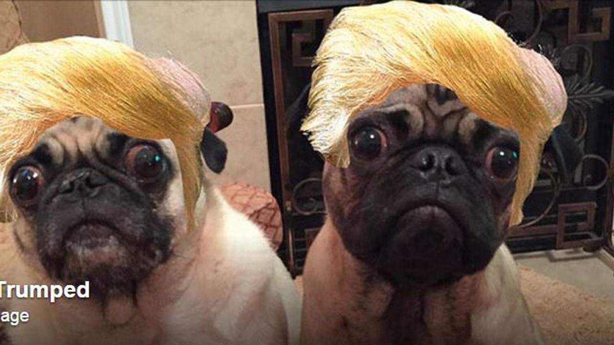 SCREENSHOT 
 Dogs and other animals are sitting ducks for the Get Trumped app. This is the App's cover page on Facebook.