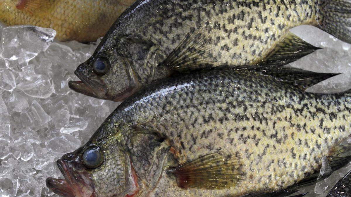 TIM ISBELL/SUN HERALDCrappie can be found in the Pascagoula River.