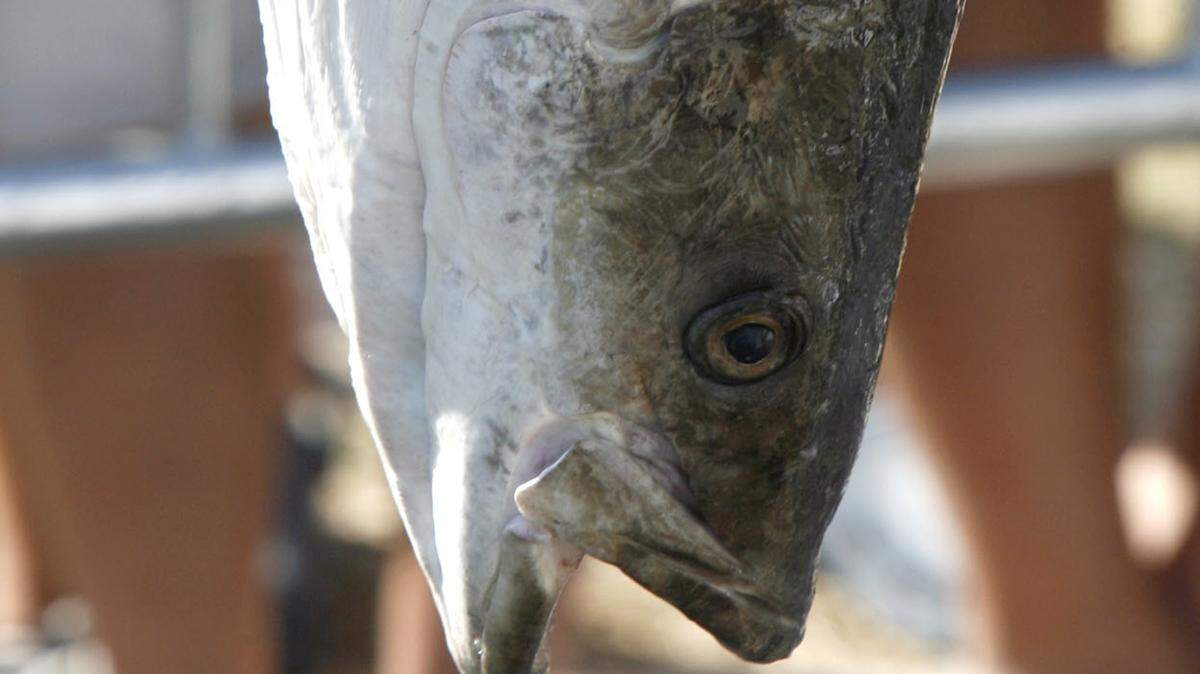 TIM ISBELL/SUN HERALD 
 The Fall Cobia Migration is underway.