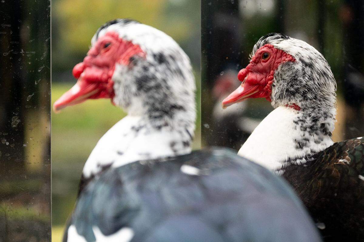 A duck watches its reflection in a mirror exhibit Wednesday at the New Orleans Museum of Art.