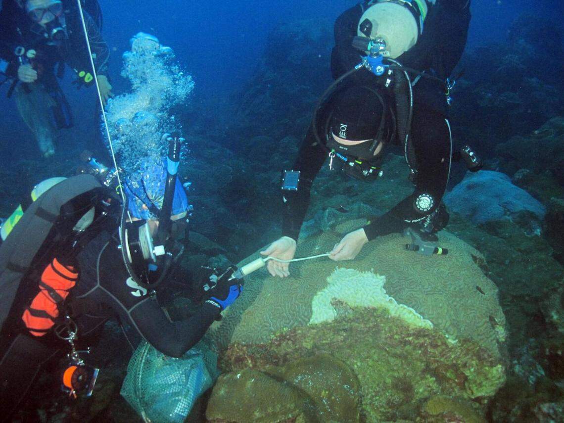Divers apply treatment to a diseased coral in Flower Garden Banks National Marine Sanctuary about 100 miles from the Louisiana coast.