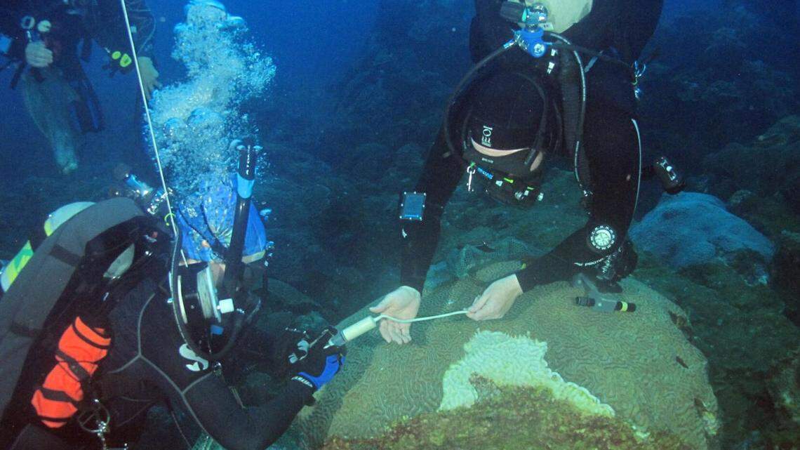 Scientists thought they knew what was killing Gulf corals. Now they aren’t so sure.