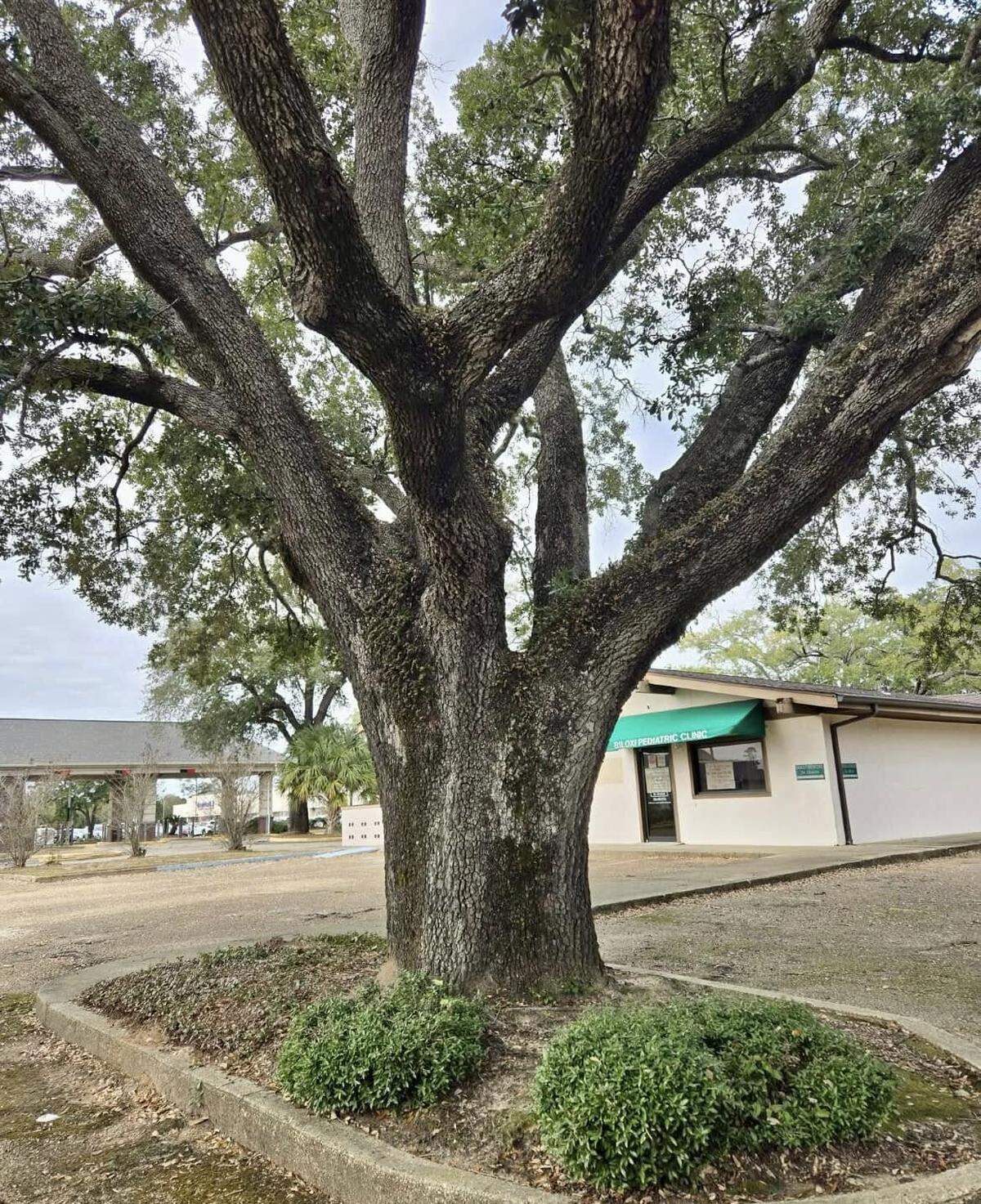 Developers cut down the Gruich oak for a Chick-fil-A coming to this spot on Pass Road in Biloxi. Many residents opposed the city’s decision allowing removal, saying the building could have been moved to spare the old oak. Developers said the oak’s roots were in the way of utility lines.
