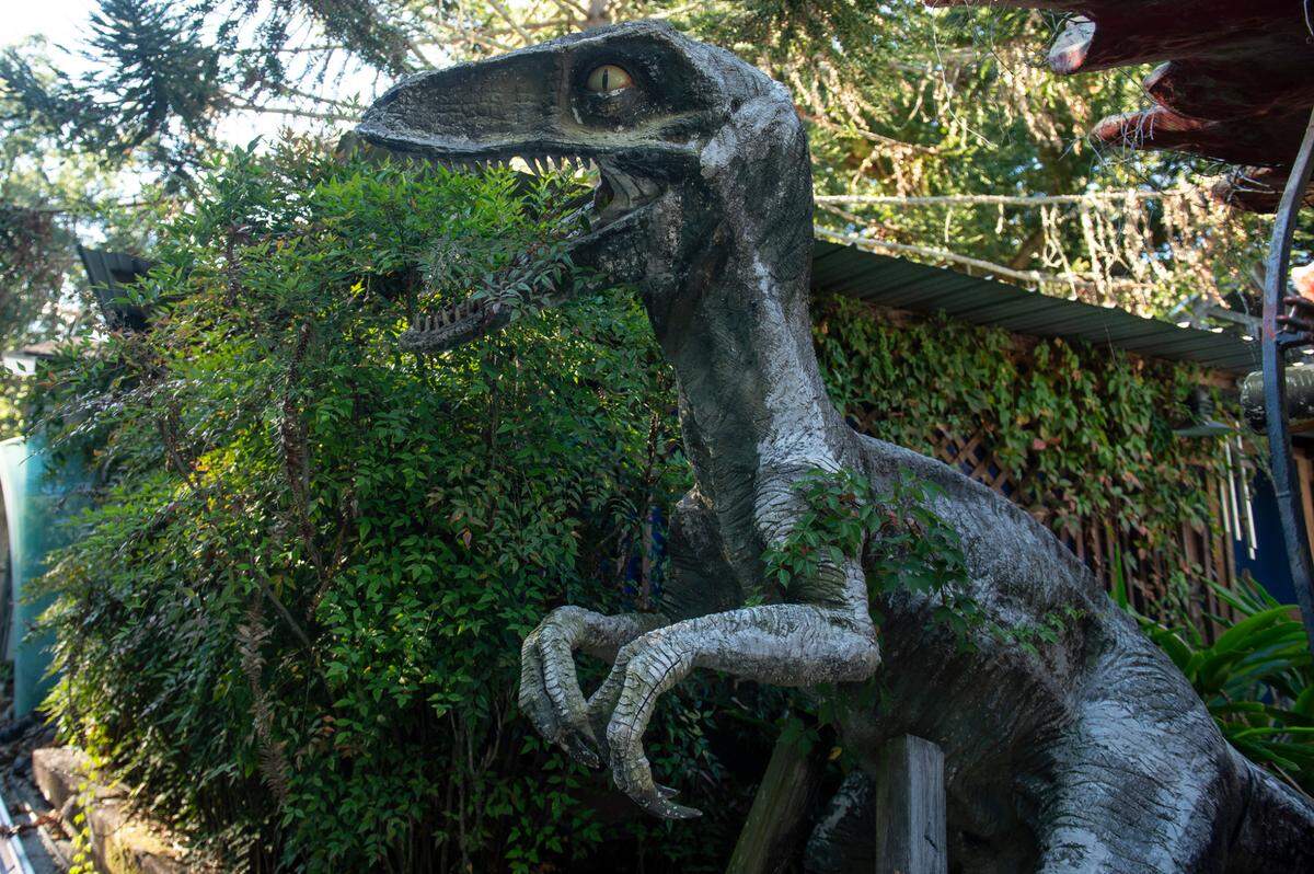 A fiberglass velociraptor sits in Frank and Marlene Gann’s backyard on Tuesday, Oct. 17, 2023. The velociraptor once stood at a mini golf course called Fun Time USA on Highway 90.