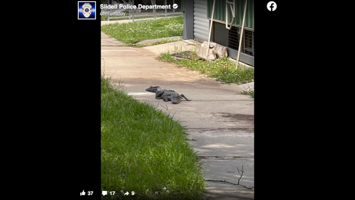 A gator was spotted outside a classroom window in Louisiana, officials said.