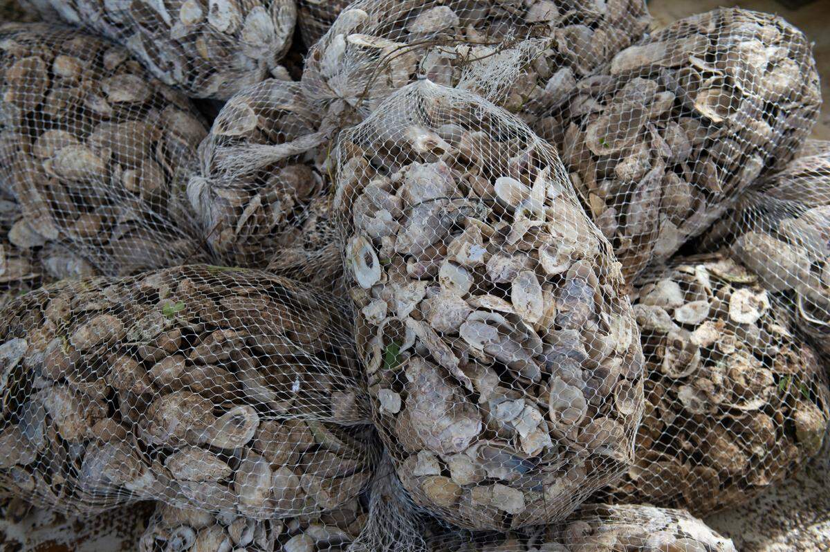 Bags of oyster shells that will be a part of a project to create a living shoreline on private property in the Back Bay of Biloxi on Tuesday, July 23, 2024. The bags holding the shells were donated to the project by C. Cenac & Co and French Hermit Oyster Co. and are biodegradable in the Gulf water climate.
