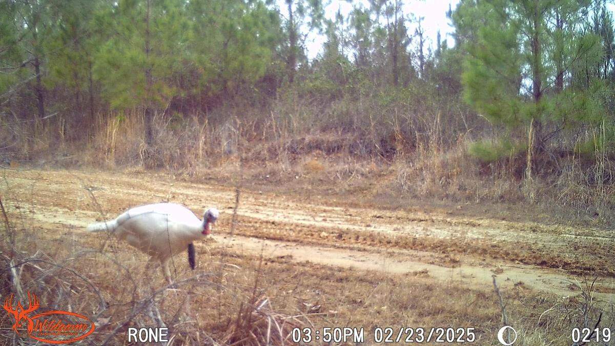 Glace Rone said the white turkey showed up in trail camera photos during the 2024-25 deer season and not just on the property that Rone was hunting. 