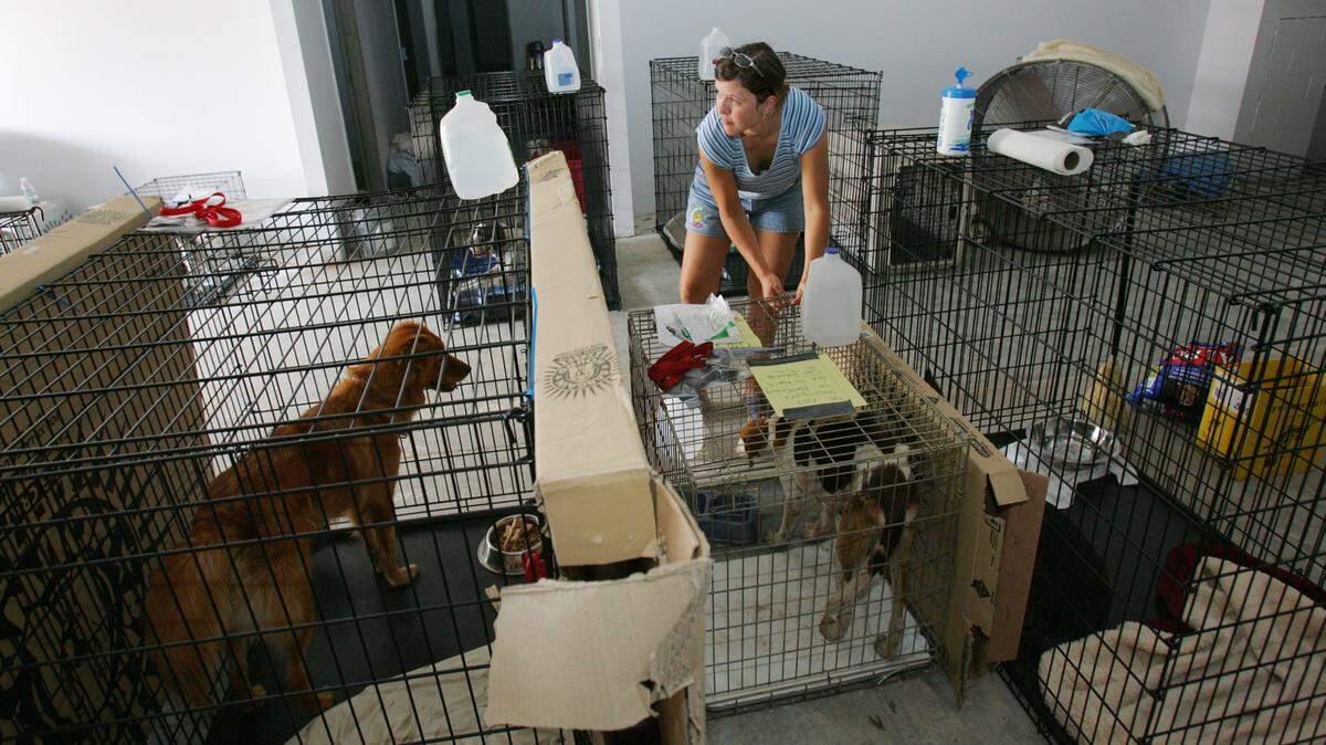 SUN HERALD FILE 
 Wisconsin resident Kami Ward gives water to pets at the Project Halo animal rescue in Gulfport in 2005. Over 700 stray and surrendered animals were registered at the center after Hurricane Katrina.