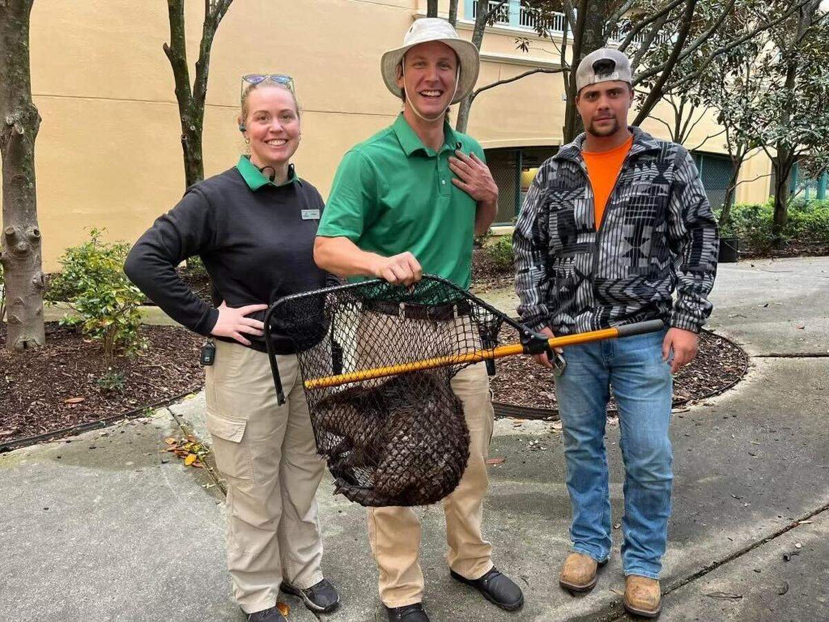 Stormy the beaver is rescued from outside the Beau Rivage Resort and Casino where she was found.