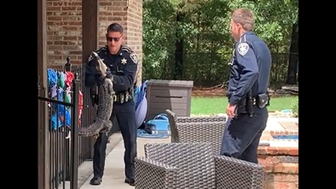 As soon as one deputy tried picking it up, the alligator began squirming violently, almost as if it were trying to use its body as a weapon.