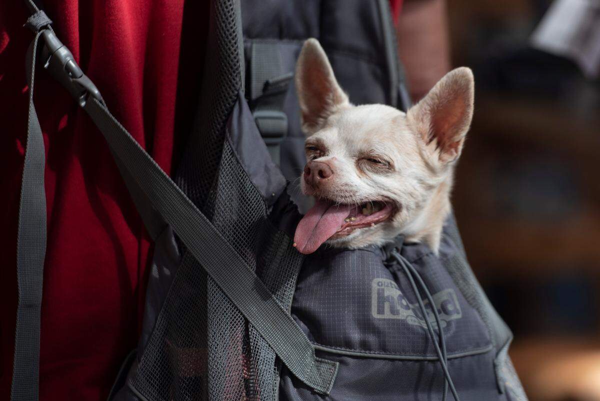 Winnie, a 15-year-old Chihuahua, hangs out of her owner, Mark Carrol’s backpack during the Peter Anderson Festival in Ocean Springs on Sunday, Nov. 6, 2022.
