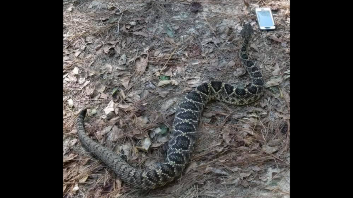 Is this eastern diamondback rattlesnake a little chubby? That’s what wildlife officials say in Alabama.