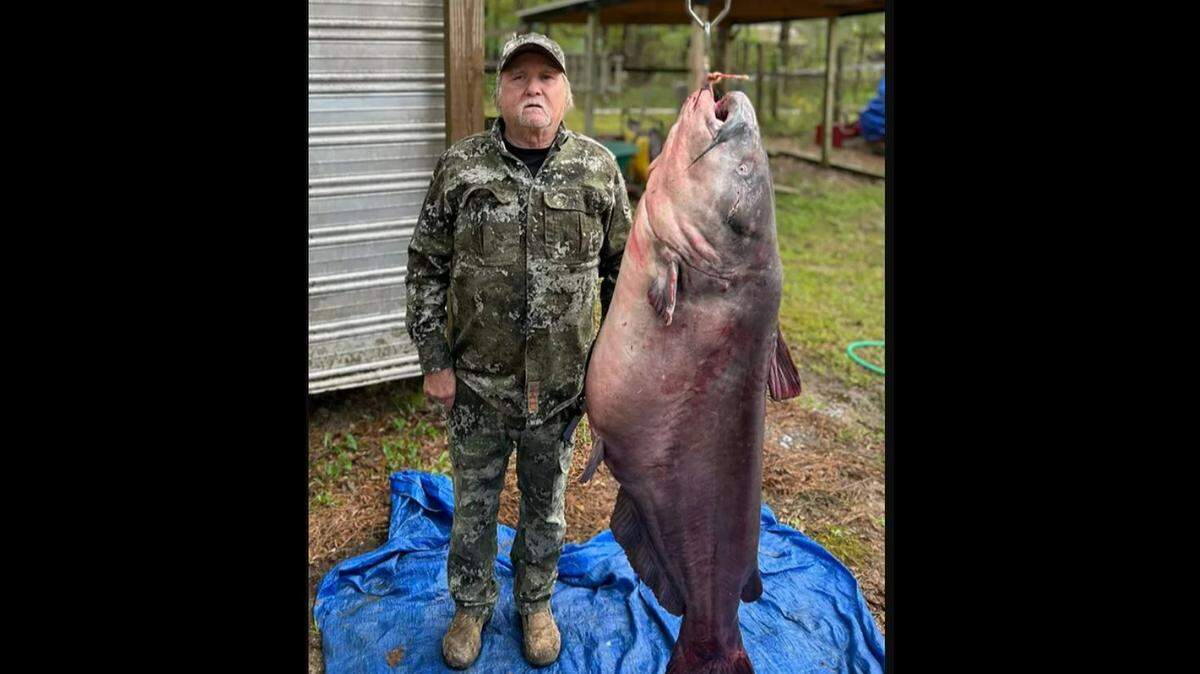Eugene Cronley’s Mississippi state record blue catfish weighed 131 pounds. (Clarion Ledger)