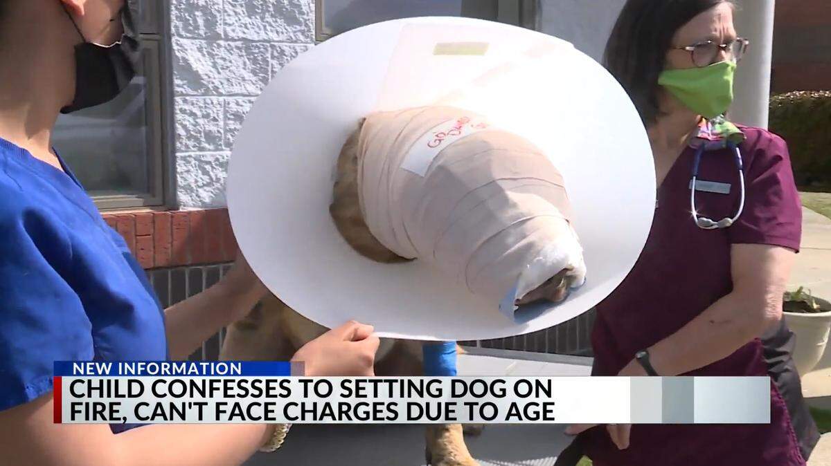 Police in Tate County, Mississippi say no criminal charges will be filed against a child who admitted to intentionally setting a dog on fire last week.