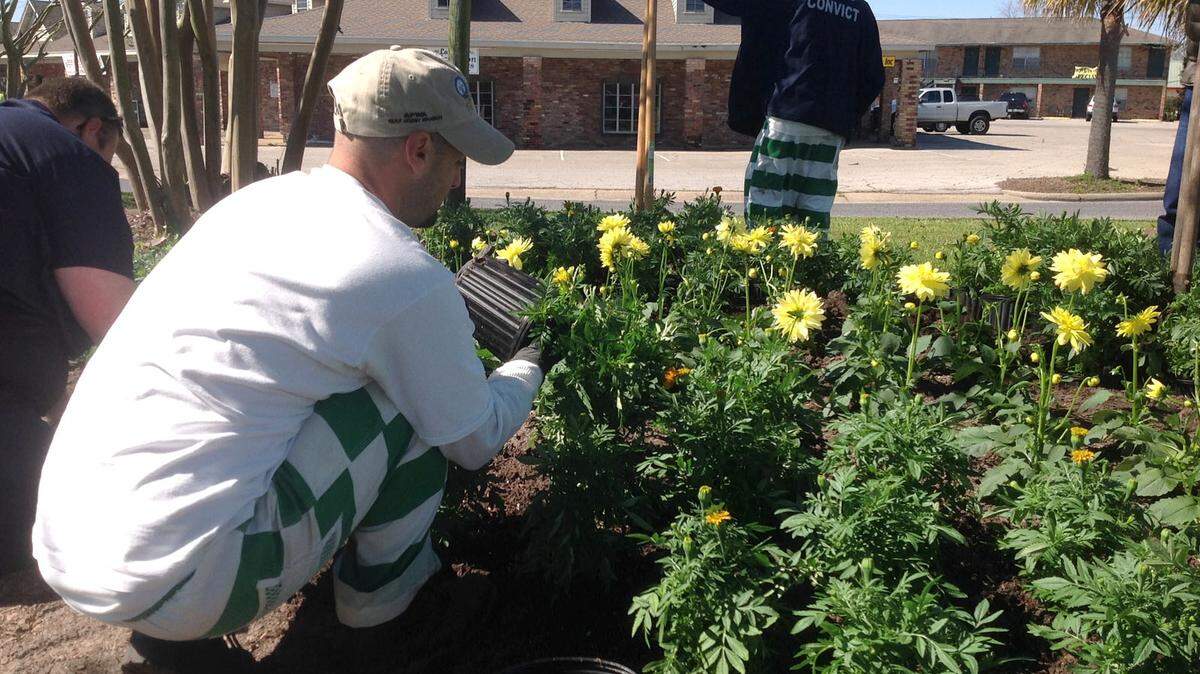 KAREN NELSON/SUN HERALD 
 Inmates with the Jackson County work center plant bedding plants in Pascagoula. The Board of Supervisors are considering ending the practice of using inmate labor.