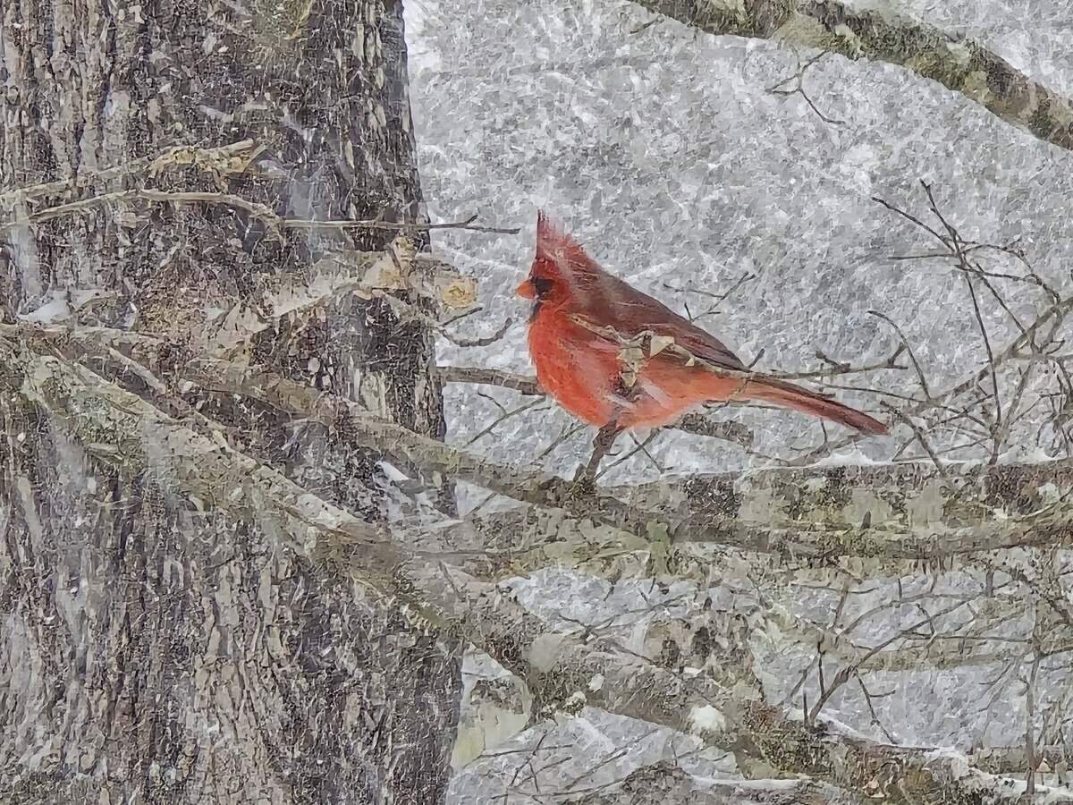 Tony Garcia sent in a photo of a cardinal in the snow.