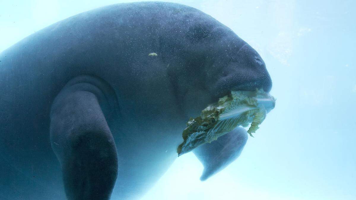 WILFREDO LEE/ASSOCIATED PRESS 
 A rescued manatee munches lettuce Thursday at Miami Seaquarium in Miami. The population of Florida's iconic manatees has recovered enough that the species no longer meets the definition of 'endangered' under the Endangered Species Act, federal wildlife officials said Thursday.