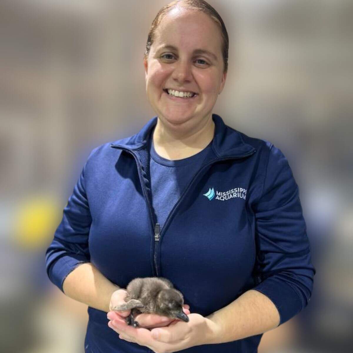 African Penguin Chick 2 is held by Amanda Westerlund, the Supervisor of Birds and Ambassador Animals at the Mississippi Aquarium.