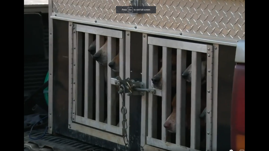 Investigators have not released the breed of the stolen hunting dog, but some breeds can fetch prices of $3,500 per puppy, Huntingpup.com says.