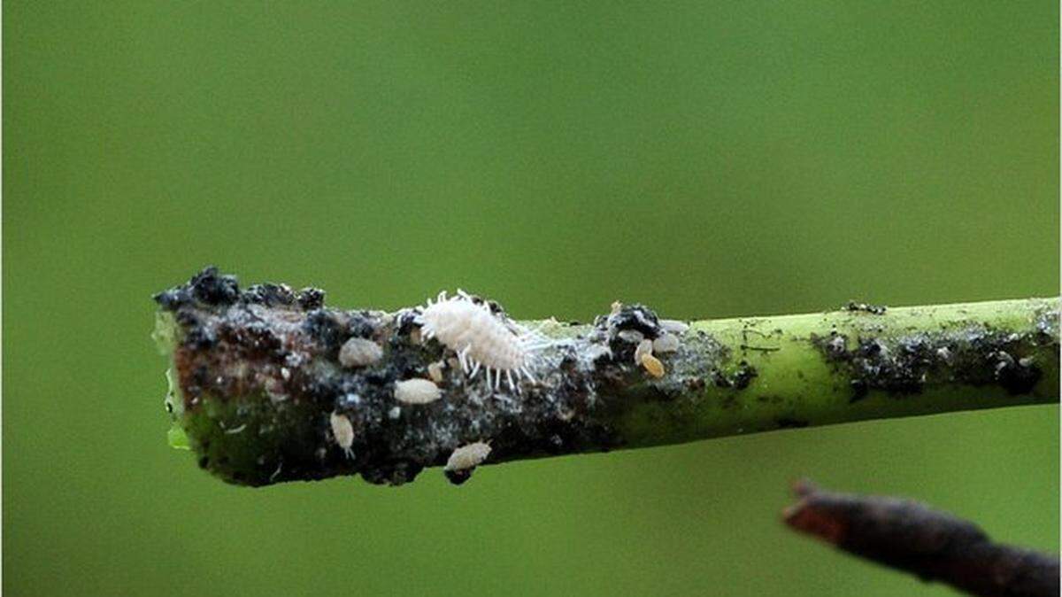 A photo of mealybug.