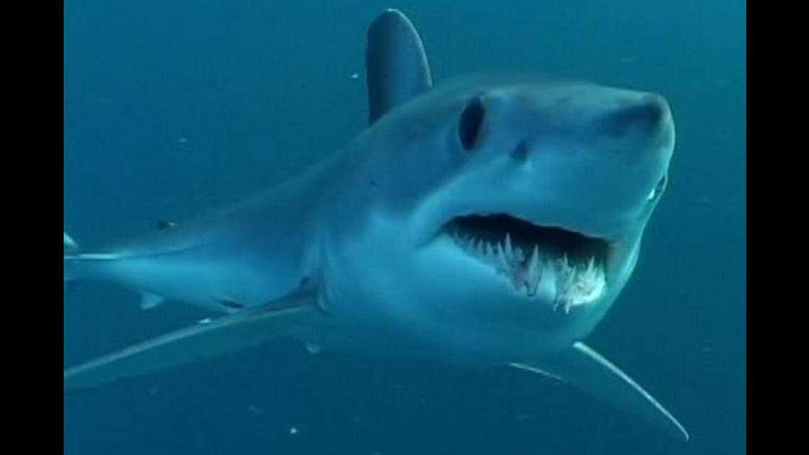Shortfin makos grow to more than 12 feet and 1,200 pounds and have been clocked traveling 45 miles per hour, according to Oceana.org. They are also known for their “incredible leaping ability.”