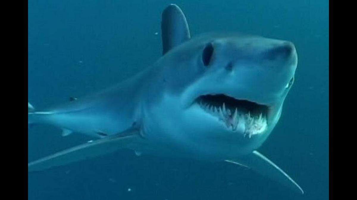 Shortfin makos grow to more than 12 feet and 1,200 pounds and have been clocked traveling 45 miles per hour, according to Oceana.org. They are also known for their “incredible leaping ability.”