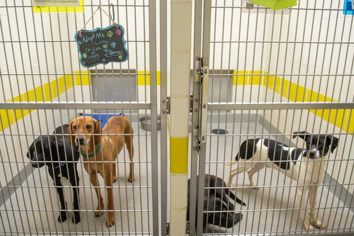 Due to an influx of animals, many larger dogs have to be doubled up in their kennels with other dogs they get along with at the Humane Society of South Mississippi in Gulfport on Thursday, July 7, 2022.