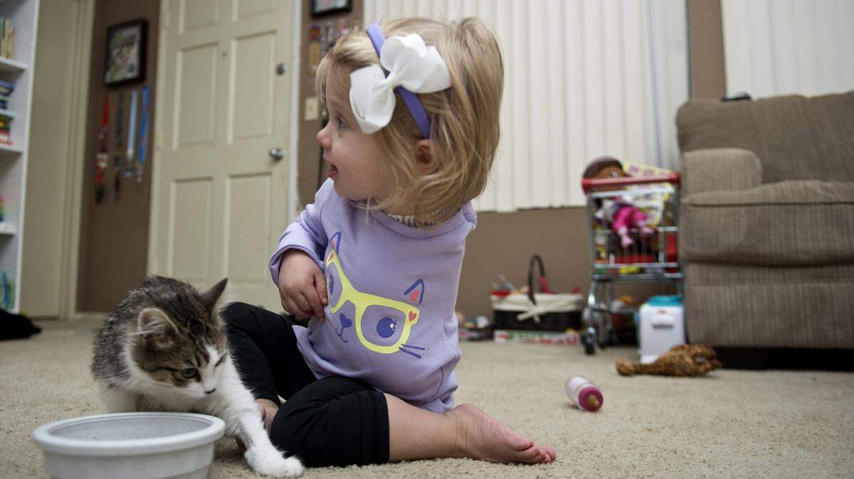 MATT MASIN/ORANGE COUNTY REGISTER/TNSWith her eyes locked onto an episode of 'Doc McStuffins,' Scarlette Tipton, 2, gets comfortable with her new three-legged kitten, Doc. Scarlette's parents Matt Tipton and Simone Tipton, searched for six months to find an amputee kitten to adopt and grow up with their daughter, who had an arm amputated while battling cancer.