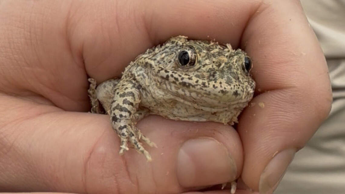Hundreds of America’s rarest frogs were released in a South Mississippi backyard