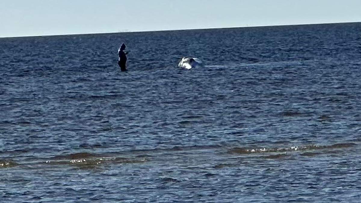A stranded whale was found in Pass Christian Saturday, officials said. (Photo courtesty of Institute of Marine Mammal Studies.”