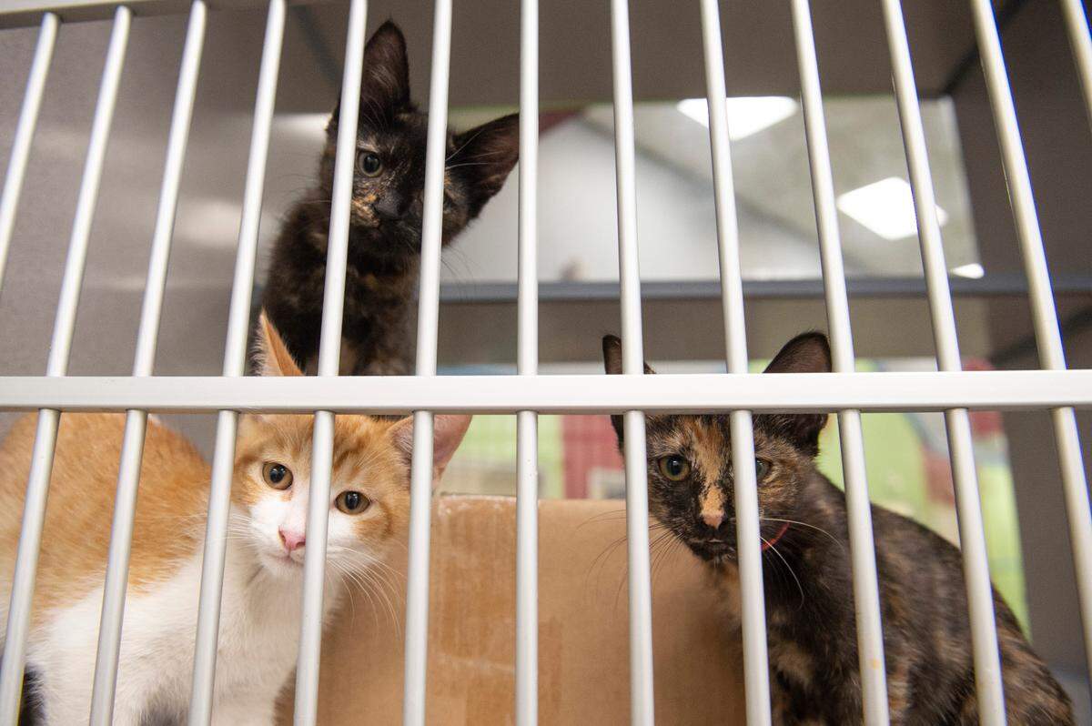 Three kittens look out from their kennel at the Humane Society of South Mississippi in Gulfport on Thursday, July 7, 2022.