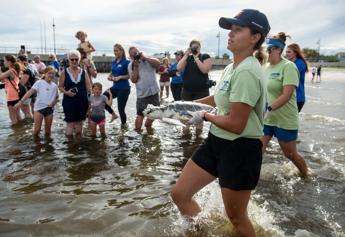 Institute for Marine Mammal Studies intern Oriana Torres carries a Kemp’s ridley sea turtle into the ocean during a turtle release at Pass Christian Beach in Pass Christian on Tuesday, July 20, 2021. The turtles were rehabilitated by the Institute for Marine Mammal studies after they were found cold-stunned in Massachusetts in November 2020.