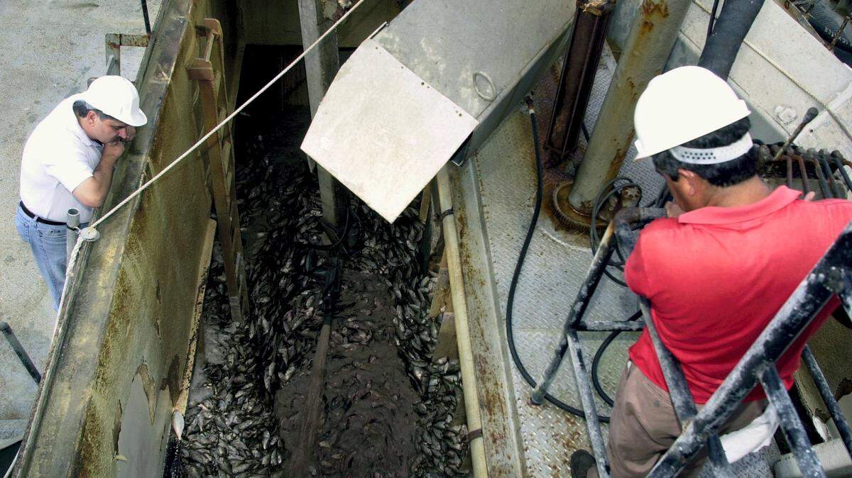 TIM ISBELL/SUN HERALD/2009Workers operate a water hose that will wash the Menhaden from a boat and into a processing plant.