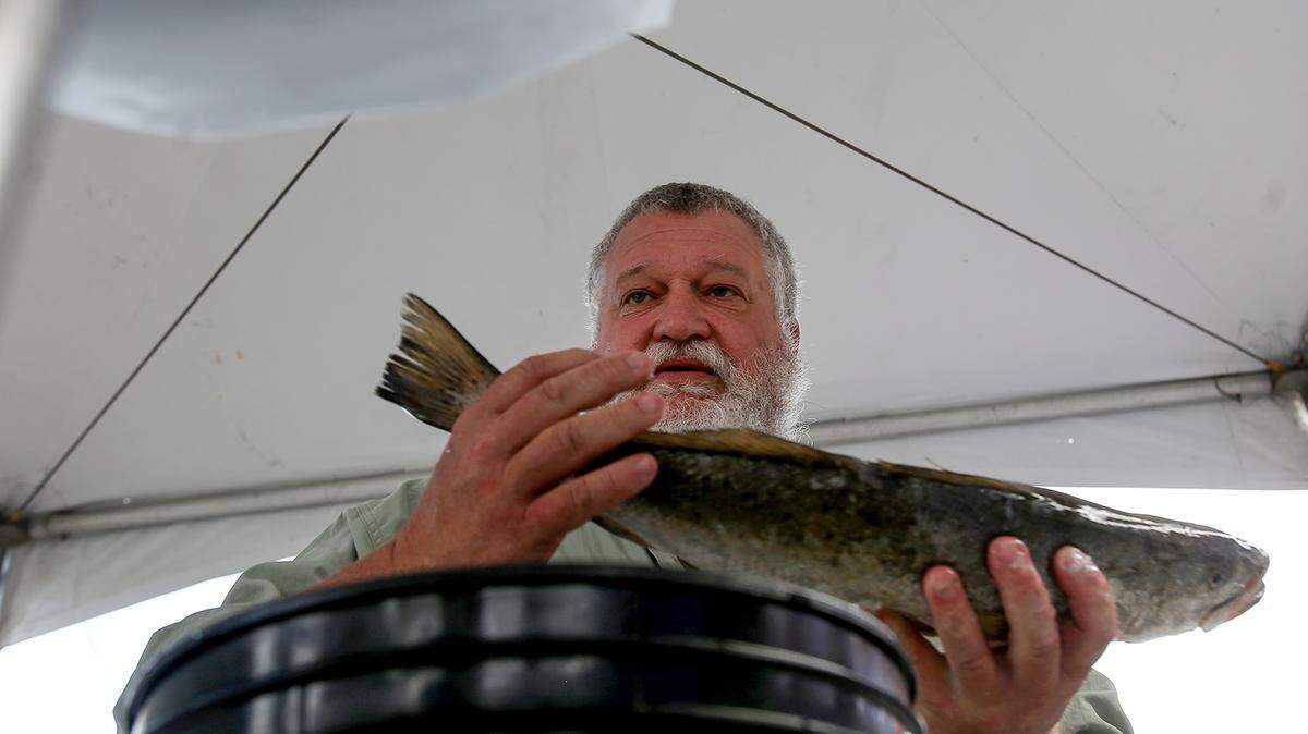 AMANDA McCOY/SUN HERALD 
 Mike Buchanan weighs a speckled trout at the Spraberry-Schankin Memorial Speckled Trout World Championship sit on display on Saturday, March 16, 2015, in Gulfport.