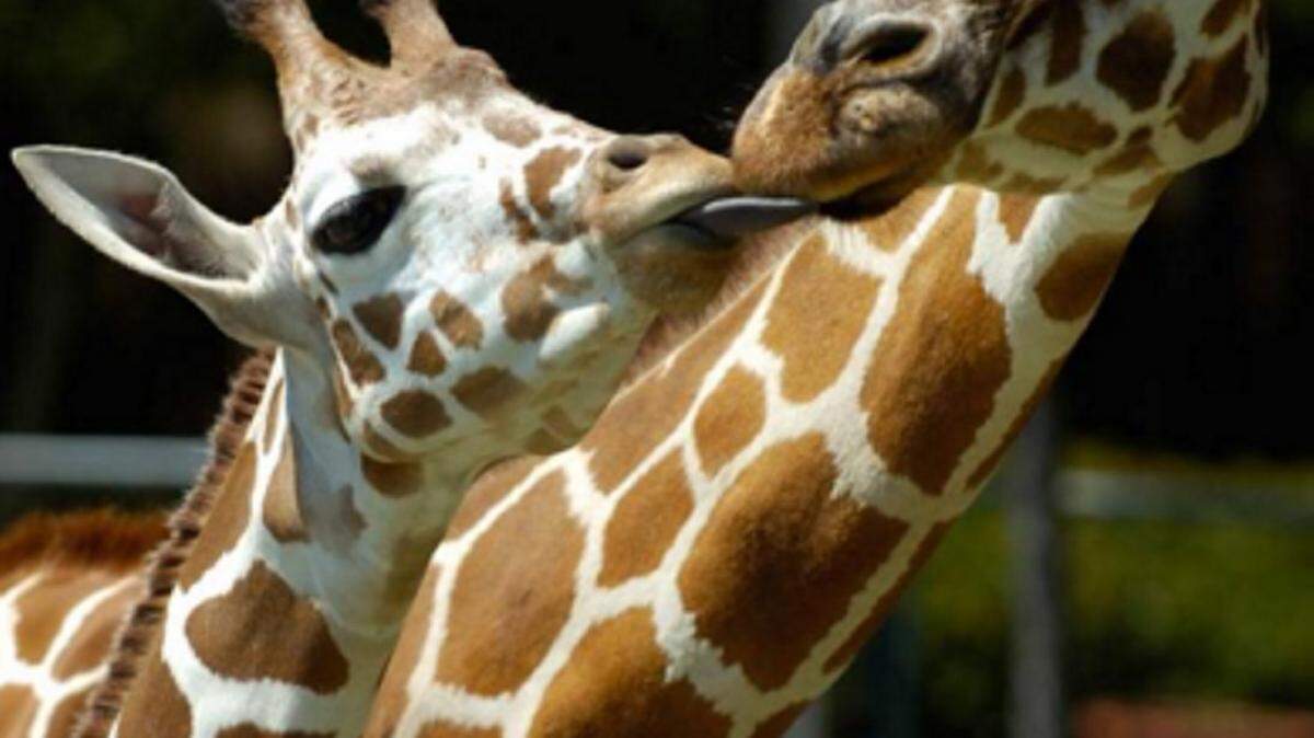 ARTHUR D. LAUCK/THE ADVOCATE/2007 
 The Baton Rouge Zoo's giraffe Hope plays with her granddaughter, Jewel.