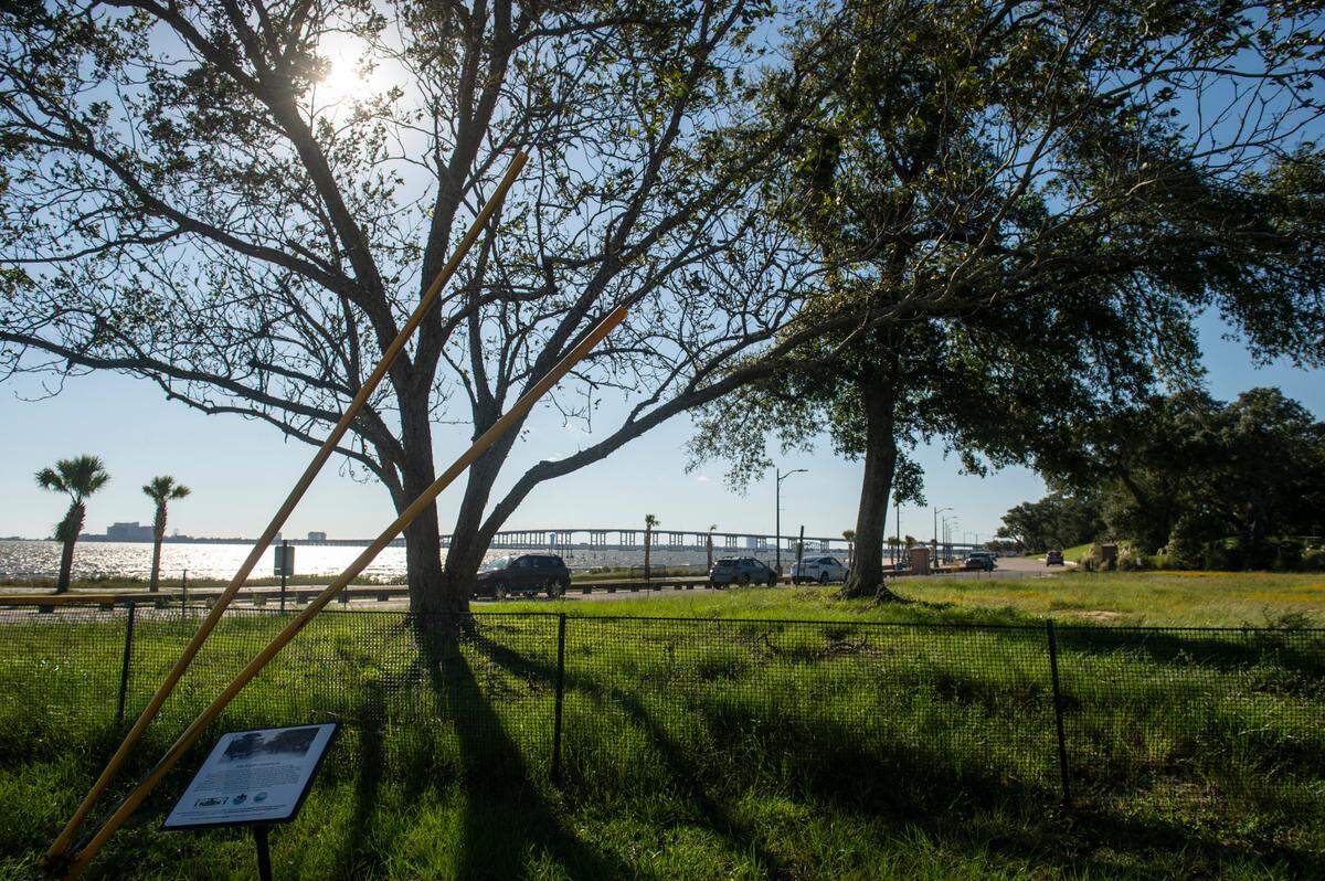 A much loved cedar tree near the foot of Jackson Avenue in Ocean Springs on Friday, Sept. 27, 2024. According to Melanie Allen, the old tree, which has survived removal attempts, “has been mutilated, but it refuses to die.”