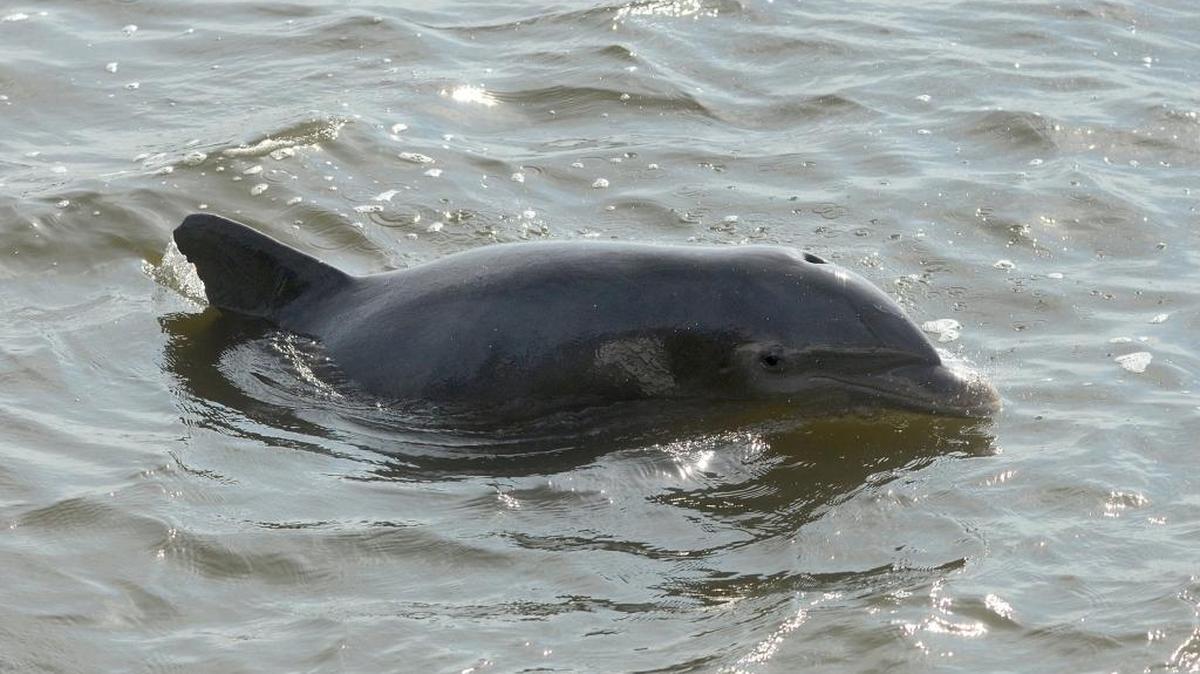 A dolphin swims off the coast of the St. Helena Sound in September 2015.