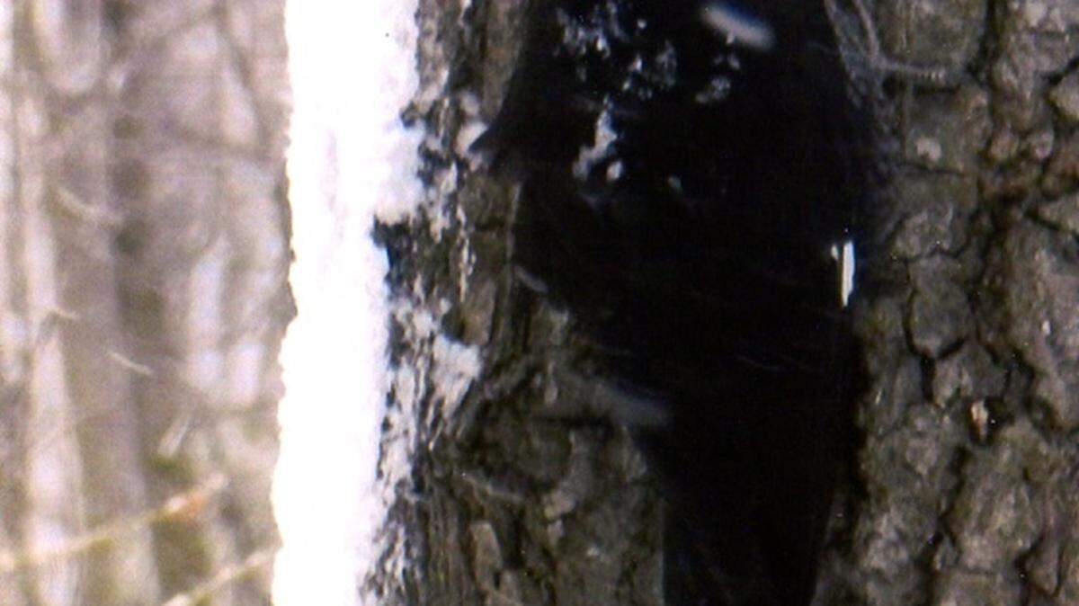 KAT BERGERON/SPECIAL TO THE SUN HERALDA female pileated woodpecker, her red crest plastered to her head by the snow, isn't phased by the bad weather as she creates a new hole in search of bugs and carpenter ants to eat. Smaller birds often nest in woodpecker holes.