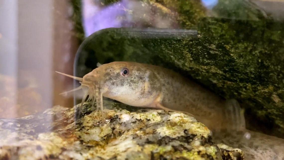 The weather loach is popular in home aquariums, but is not a species native to North America.