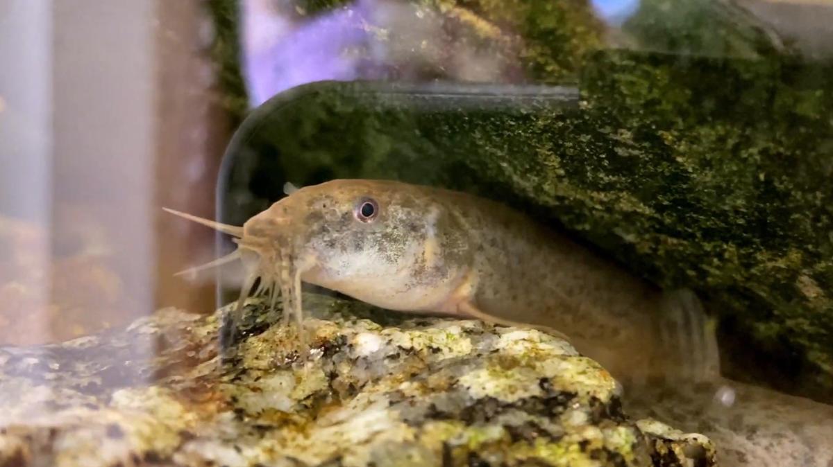 The weather loach is popular in home aquariums, but is not a species native to North America.