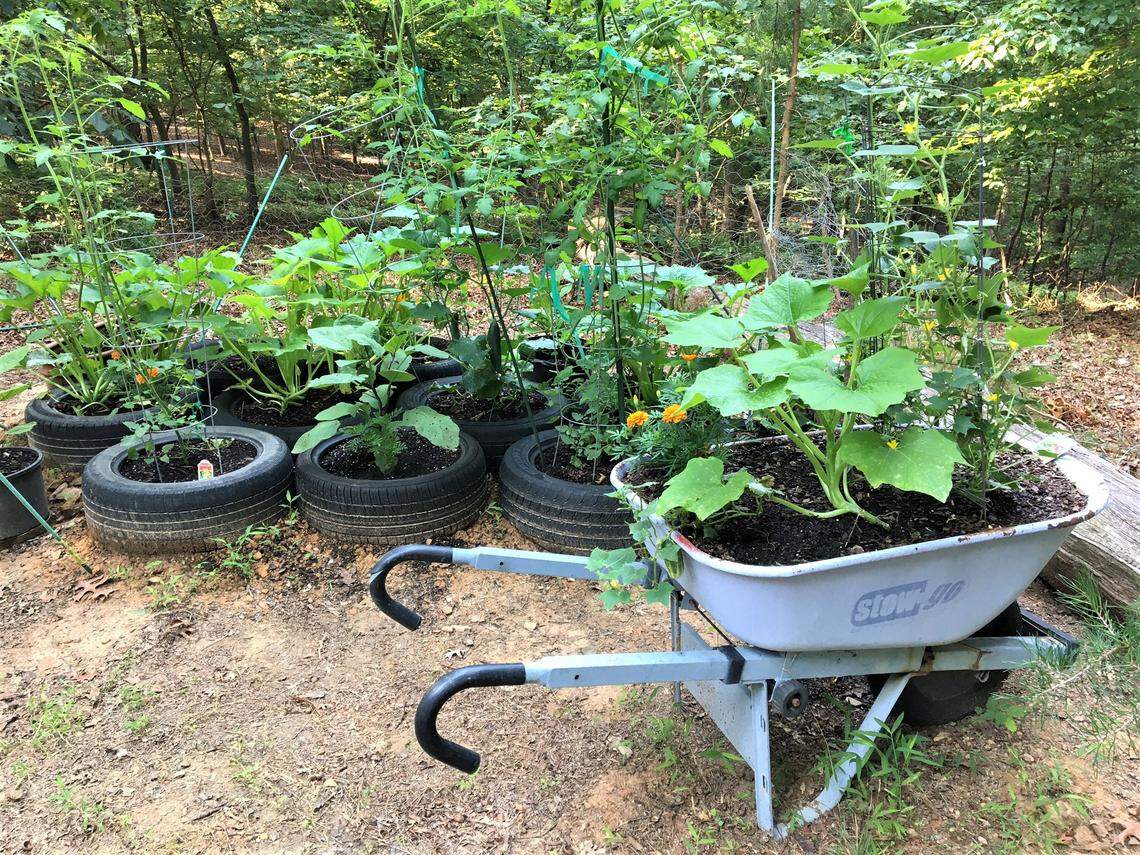 When soil is poor for growing plants one solution is container gardening. Old tires and old wheelbarrows can easily be turned into a summer vegetable garden.