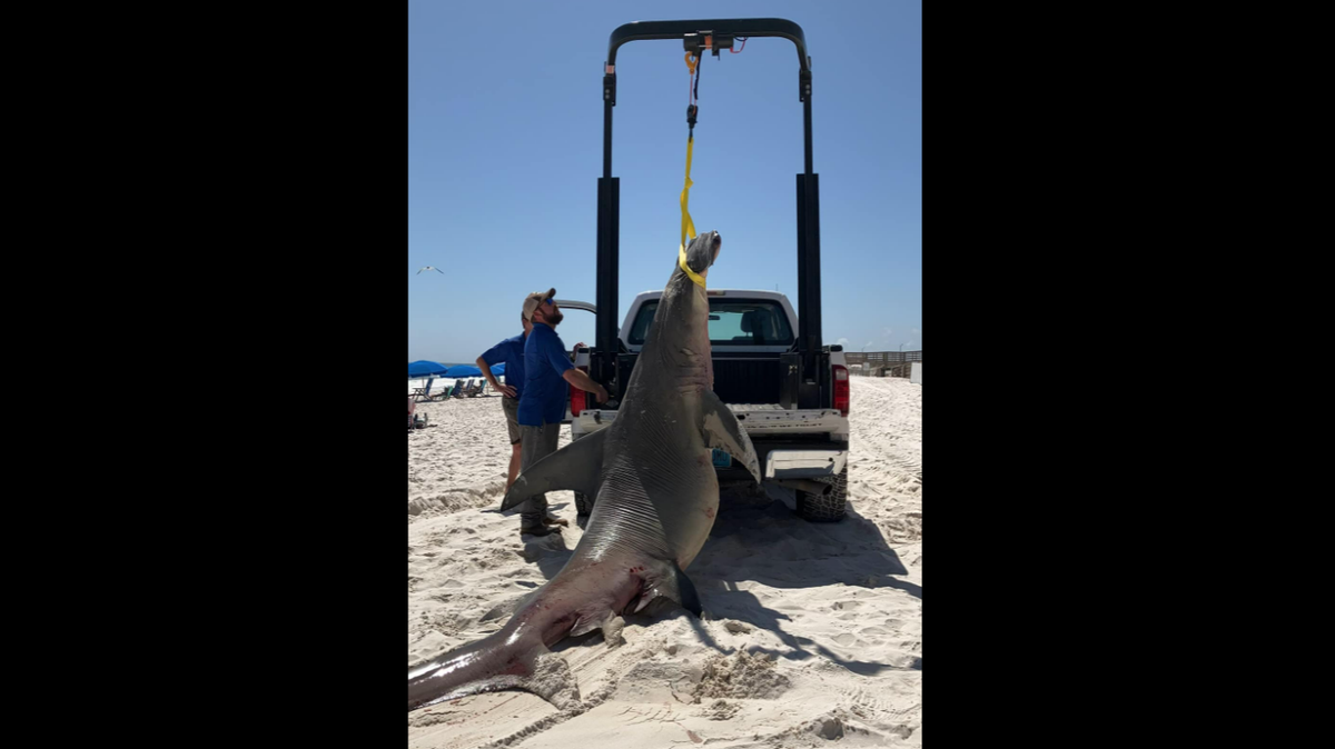 A 14-foot great hammerhead shark washed up on an Alabama beach, and investigators were in for an even bigger surprised when they began look for a cause of death.
