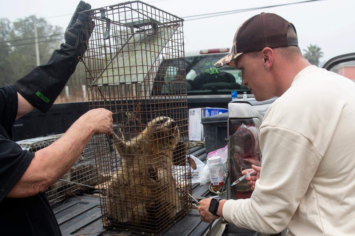Joshua Holland prepares to vaccinated a wild raccoon for distemper while his mother, Lazanna Dahl, holds onto the trap in Bay St. Louis on Friday, Feb. 24, 2023.
