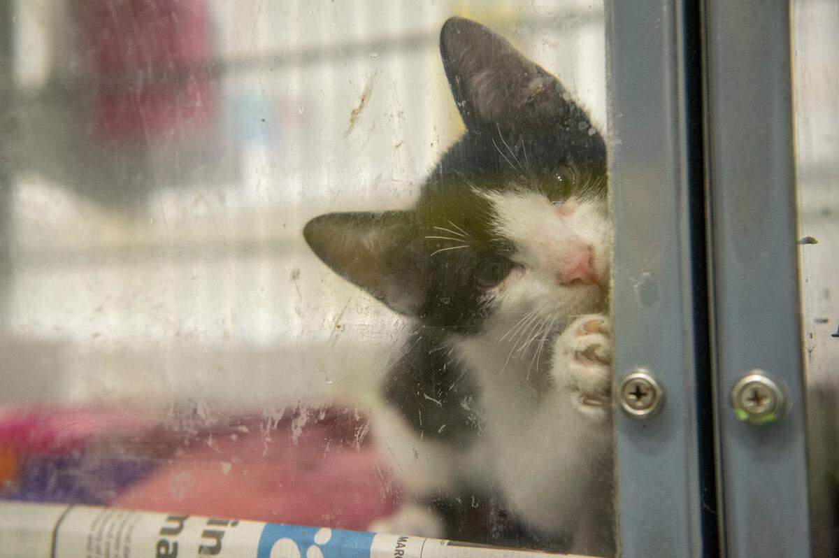 A kitten peers through the glass on its kennel at the Humane Society of South Mississippi in Gulfport on Thursday, July 7, 2022.